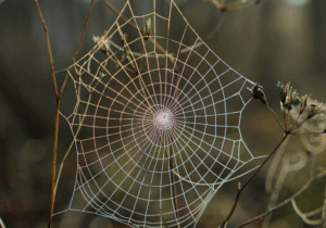 Surah Al-Ankaboot (The Spider) Part 1